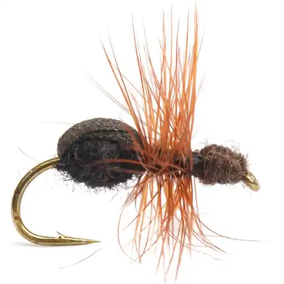 Ant # 14 Exclusieve Aanbieding