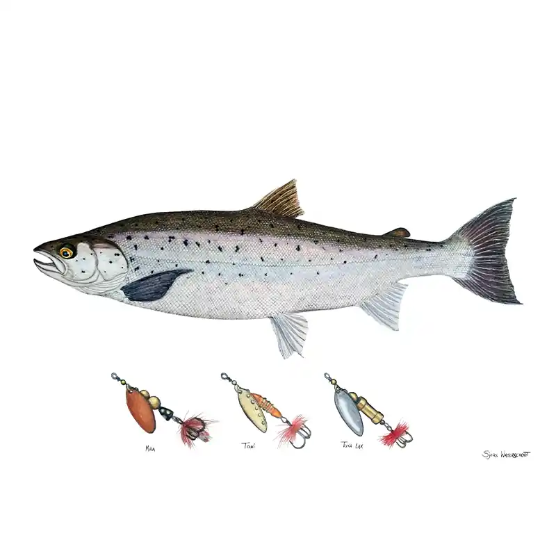 Lage Kosten Myran Framed Salmon Poster