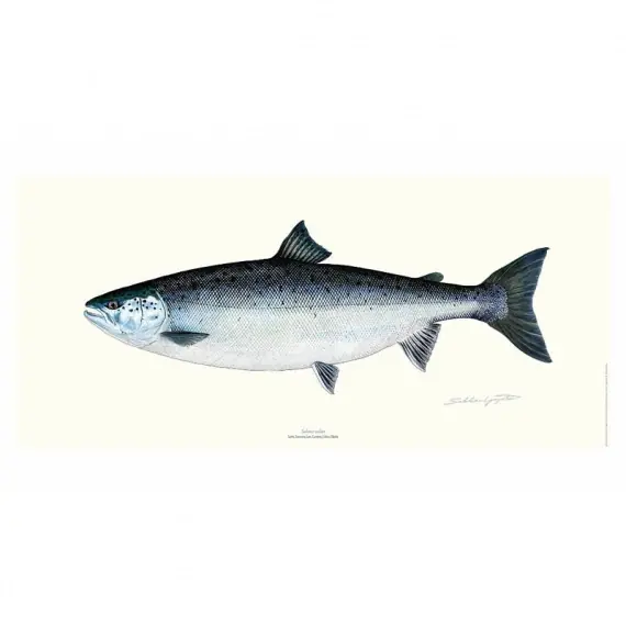Meest Verkocht Poster Salmon 23x50cm