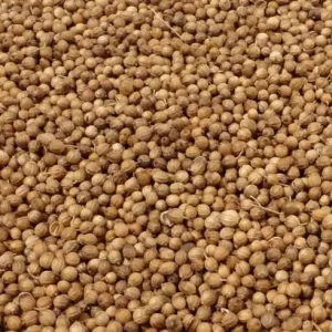Koreander Zaad 500 Gram Rechtstreeks Van De Fabrikant
