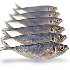 Prebaits Horsmakreel Lage Kosten
