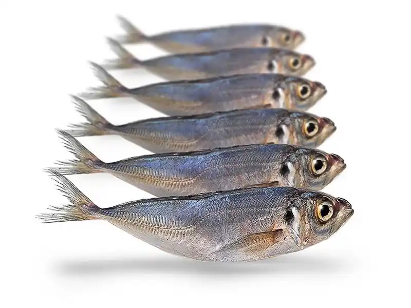 Prebaits Horsmakreel Lage Kosten