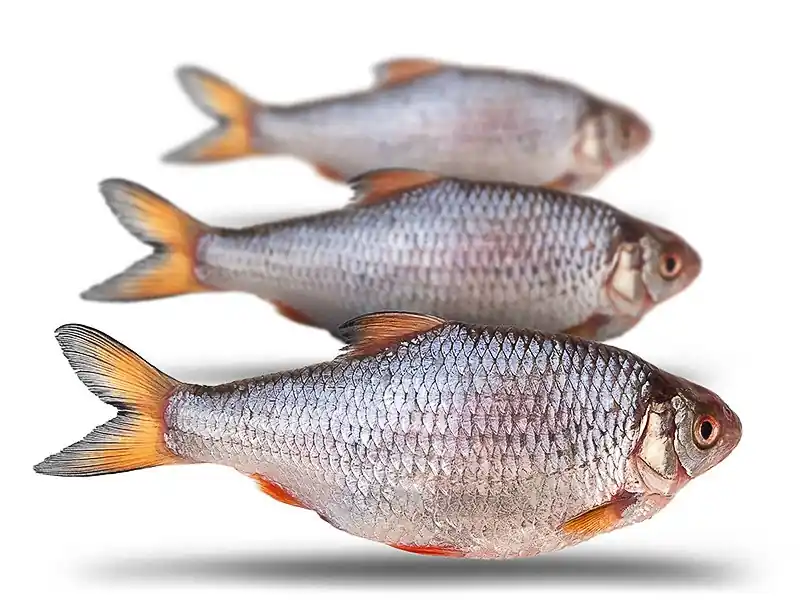 Koop Online Prebaits Voorn Groot