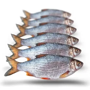 Prebaits Voorn Middel Premium