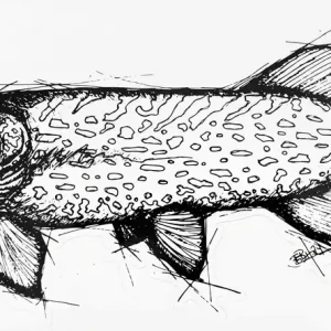 Snelle Levering EBH Arts Pike Sketch Fishing Sticker XL (Geschikt Voor Op Auto's/Boten)