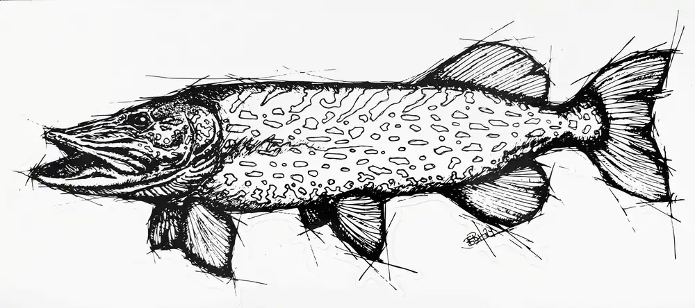 Snelle Levering EBH Arts Pike Sketch Fishing Sticker XL (Geschikt Voor Op Auto's/Boten)
