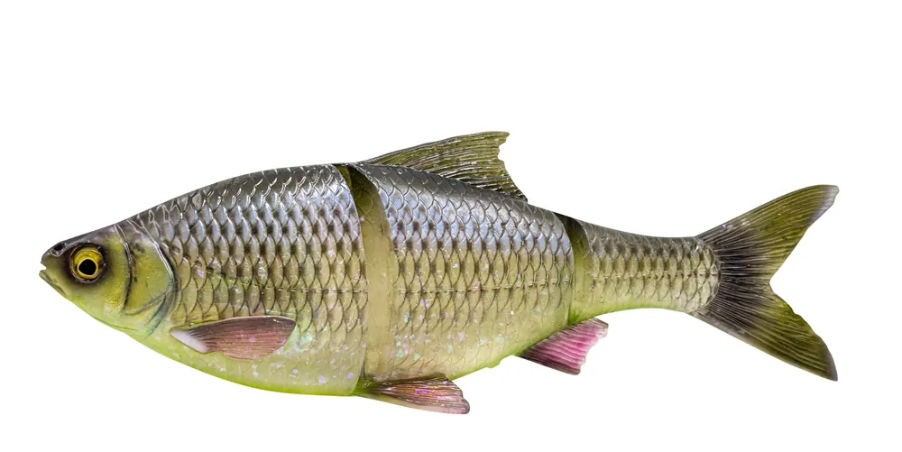 Must-Have Savage Gear 3D Line Thru Roach Sinking 32cm (445g) Glitter Bream
