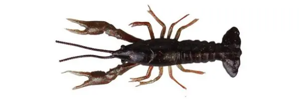 Premium Savage Gear LB 3D Crayfish 8cm 4g F 4pcs Black Brown