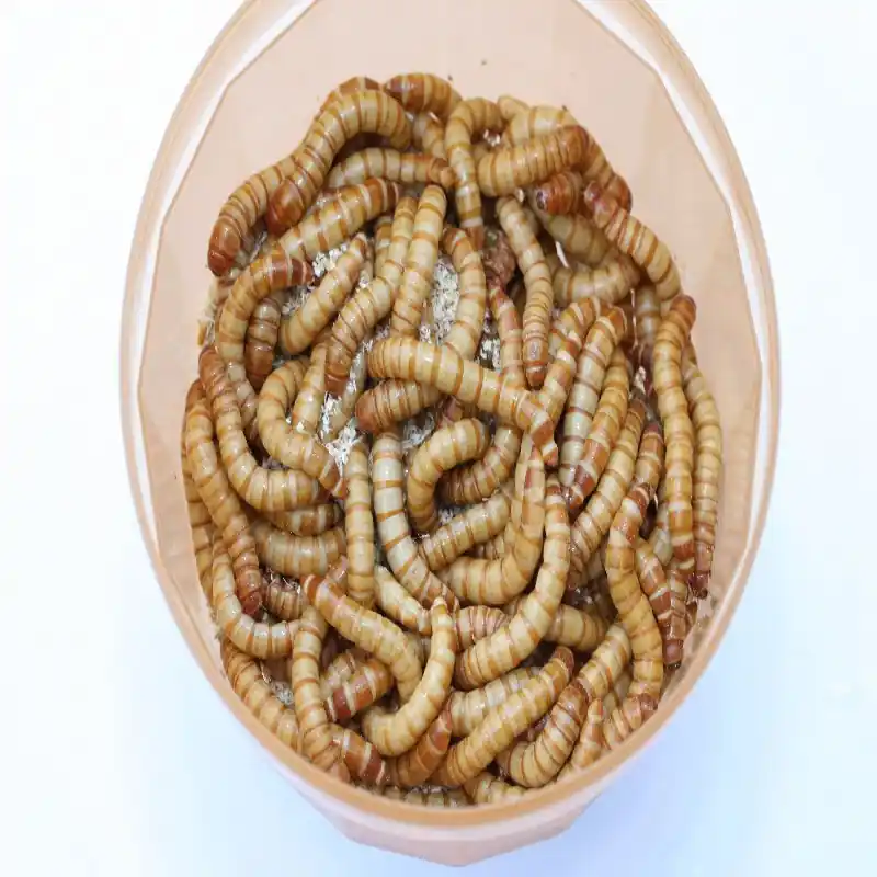 Levende Meelwormen Groot 50 gram Shop Nu