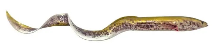Savage Gear Real Eel 30cm (56g) Chameleon Eel Fabrieksprijs