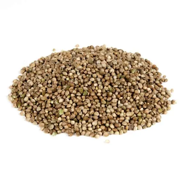 Evezet Hennep Zaad | 5kg Bestseller