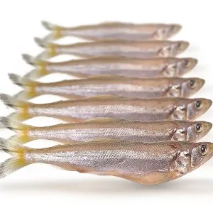 PREBAITS Spiering Klein - Vacuüm Verpakt Nu Kopen