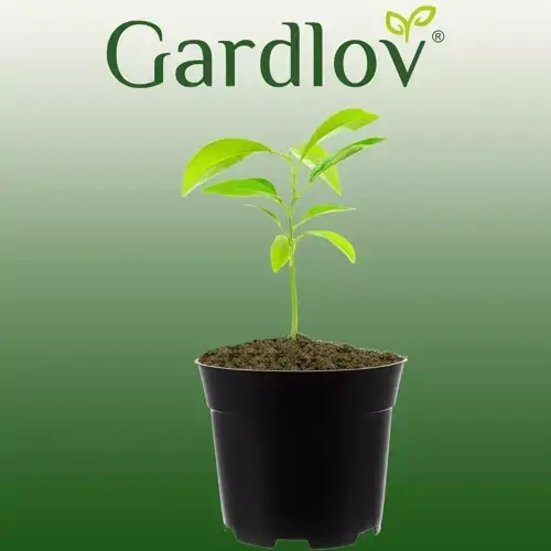Merkproduct Gardlov Kweekpotten - Set van 500 - 2 Liter - 16 cm - Zwart